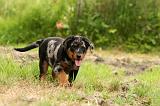 BEAUCERON - PUPPIES 290